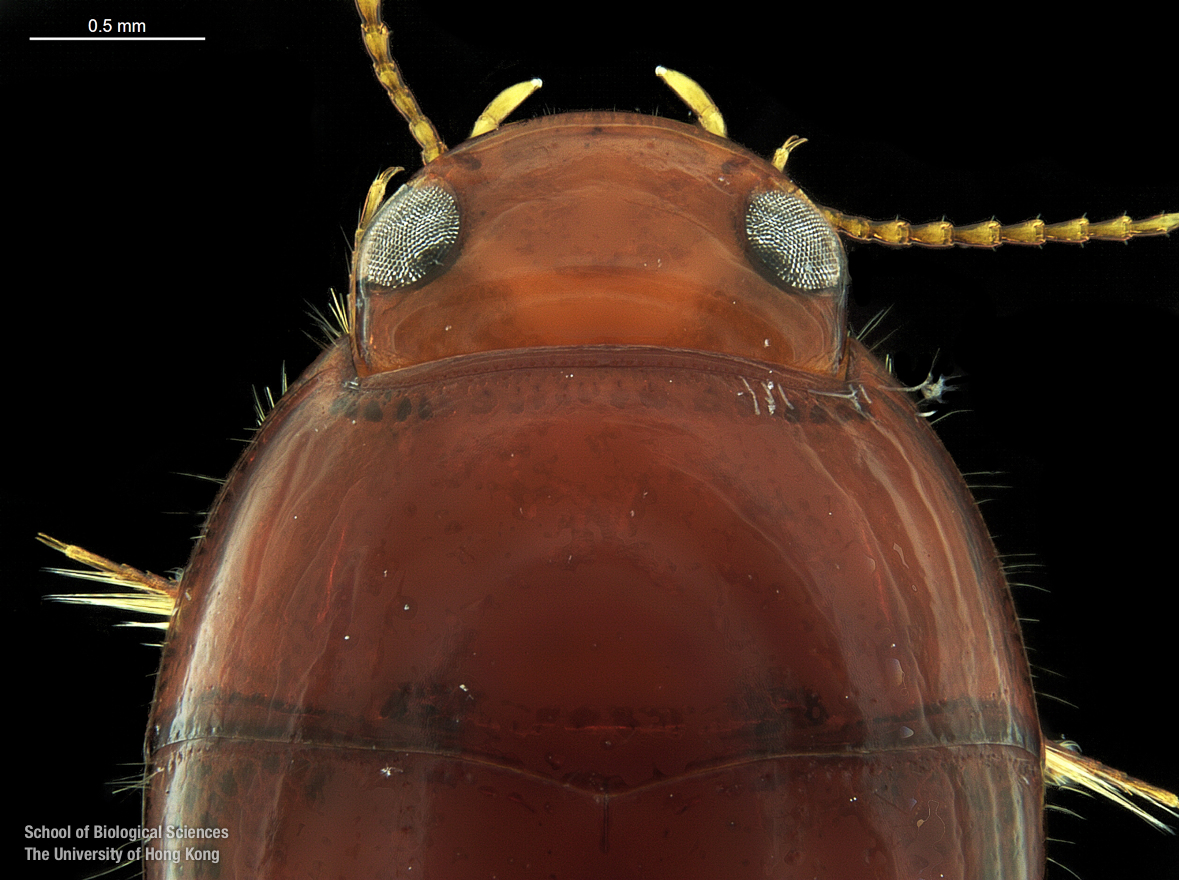 Cranium and pronotum (dorsal view)